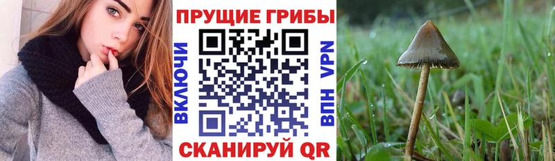 Галлюциногенные грибы GOLDEN TEACHER  Купить  Каменск-Шахтинский 